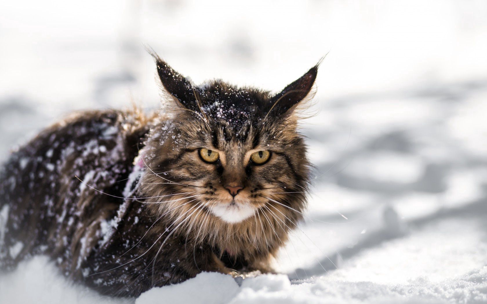 maine coon, cat, fluffy, snow