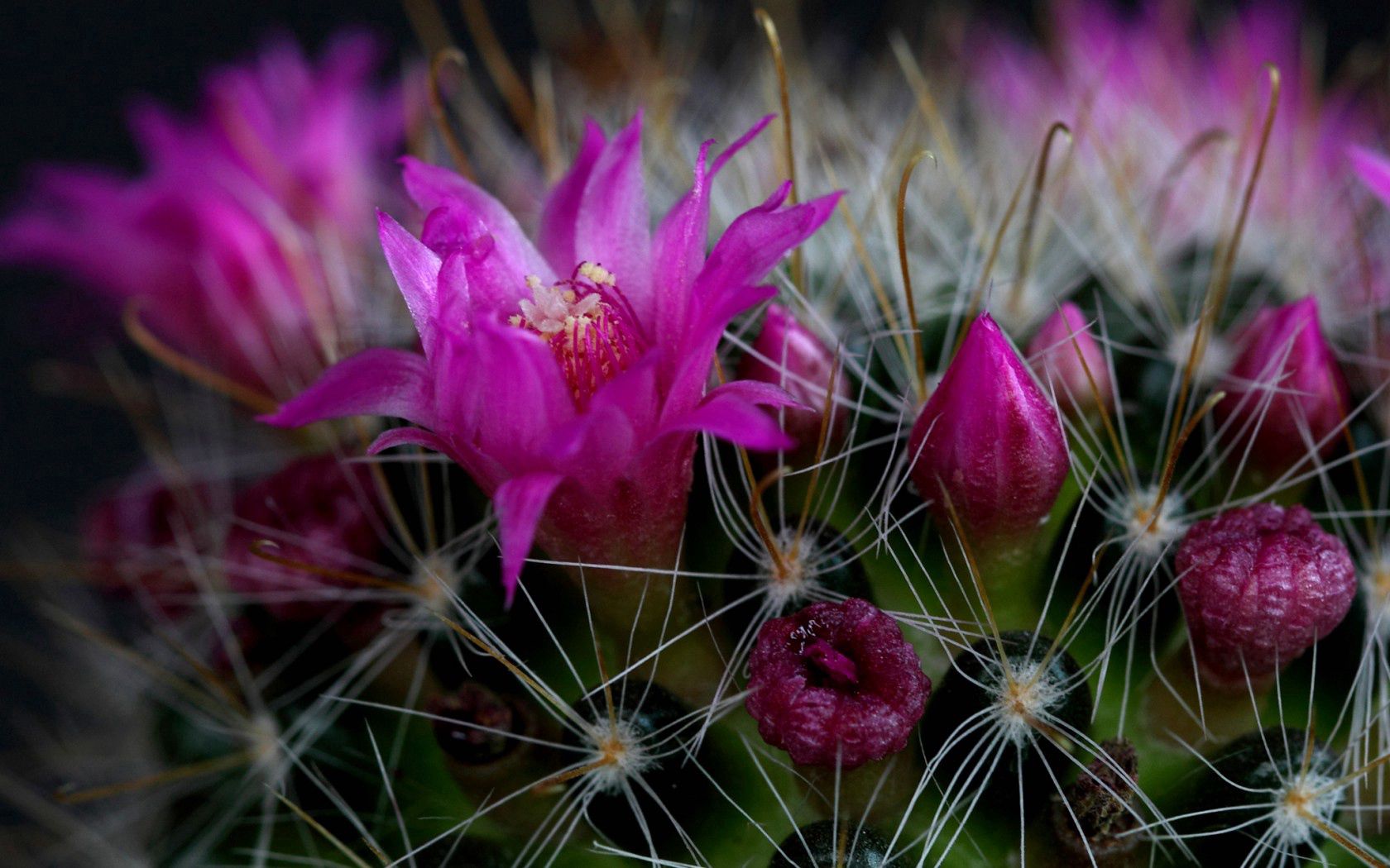 cactus, flower, thorn, close-up