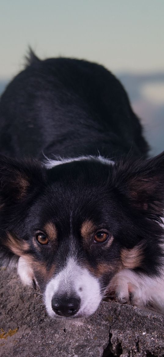 dog, muzzle, brindle, eyes