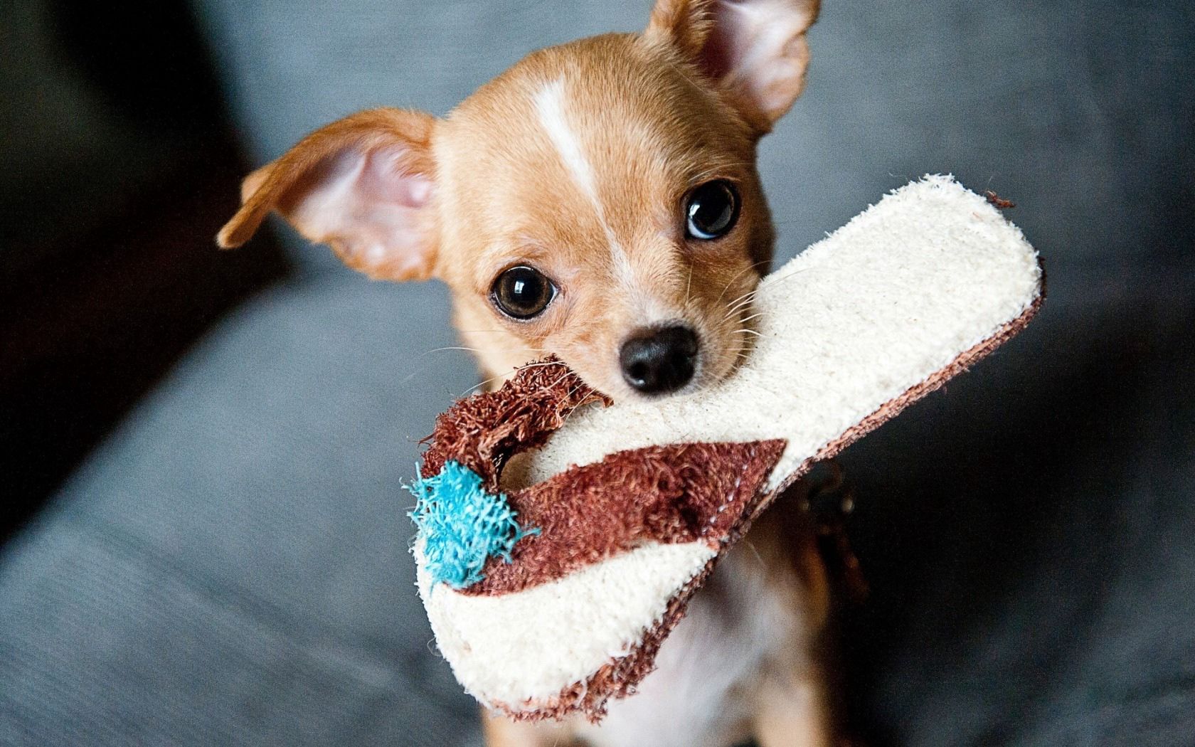 chihuahua, slipper, muzzle