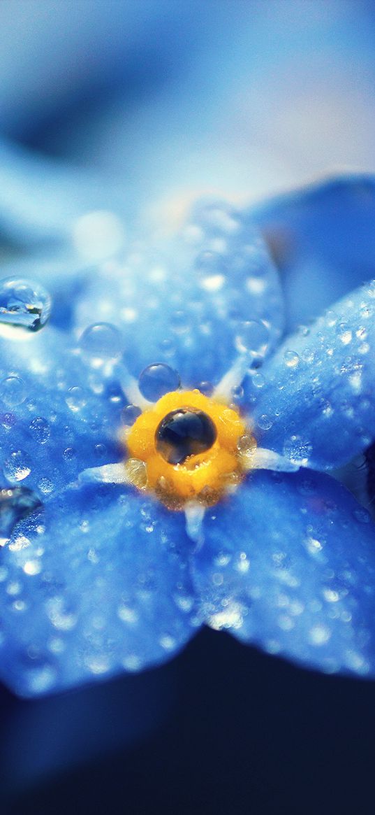 me-nots, close-up, petals, drops