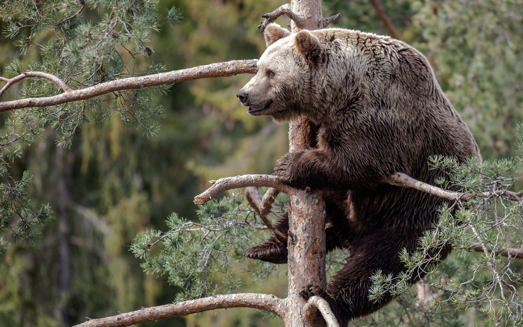 brown bear, branch, sitting, forest