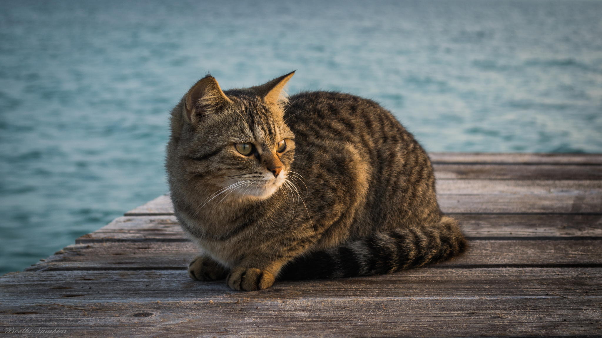 cat, berth, striped, sitting