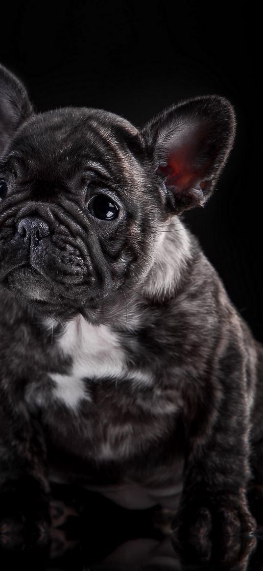 french bulldog, puppy, dog