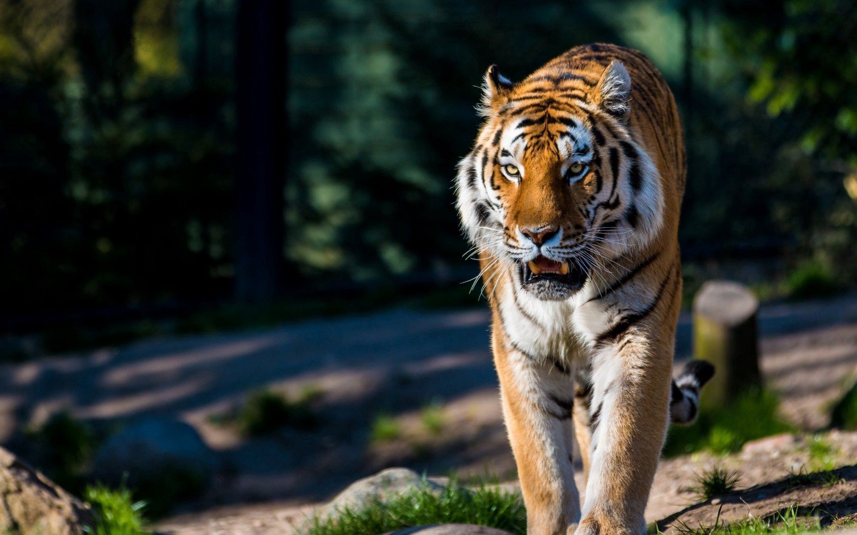 amur tiger, wild cat, predator, walking