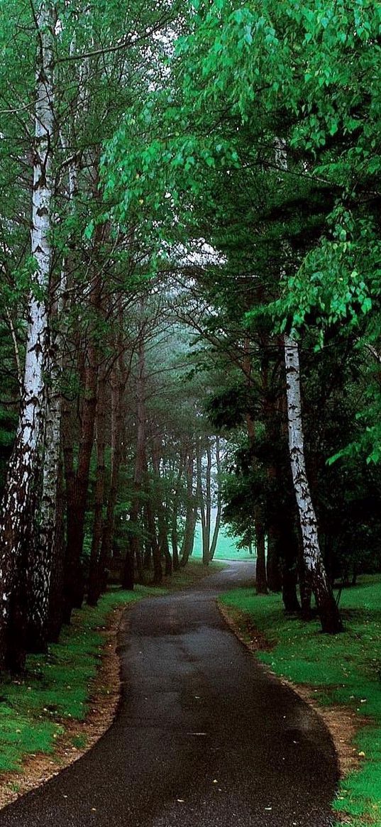 road, trees, grass, pathway