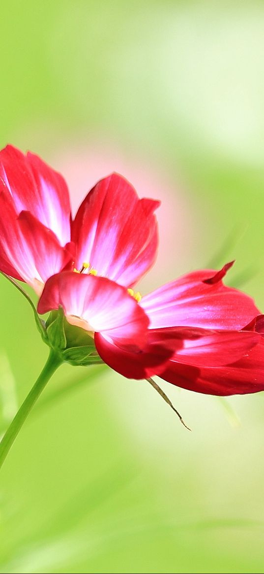 kosmeya, flower, macro, petals