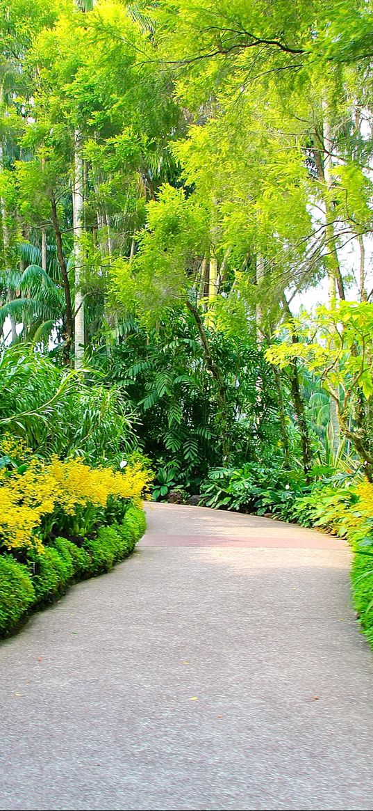 singapore, botanic gardens, walking paths, trees