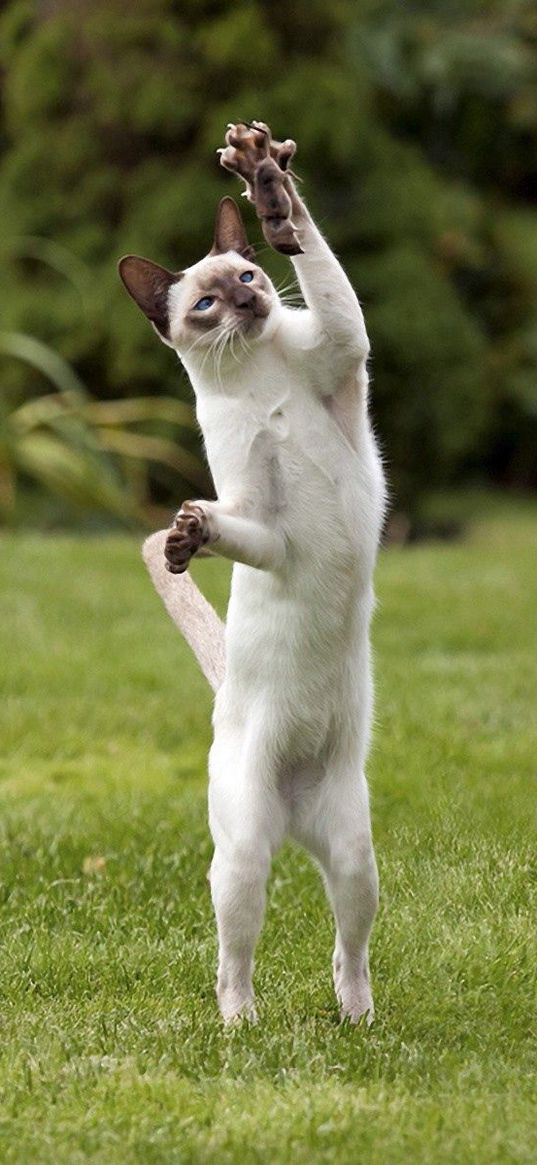 cats, black, white, grass, game