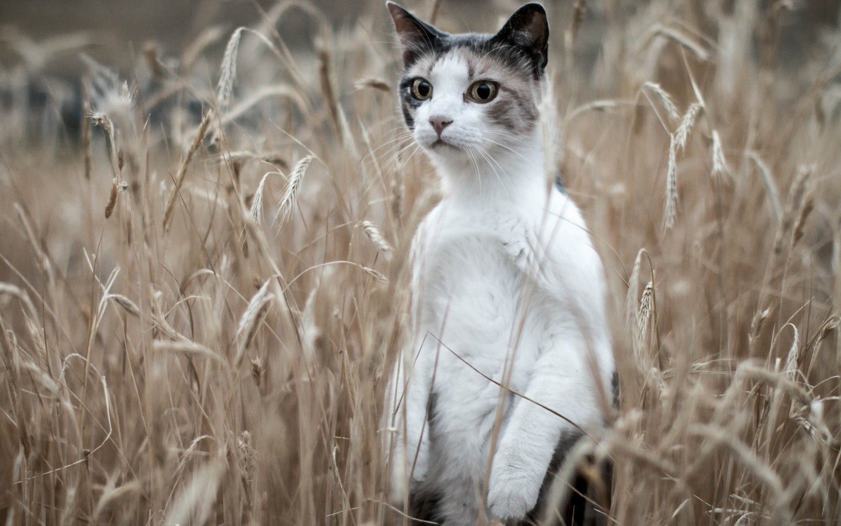 cat, grass, standing