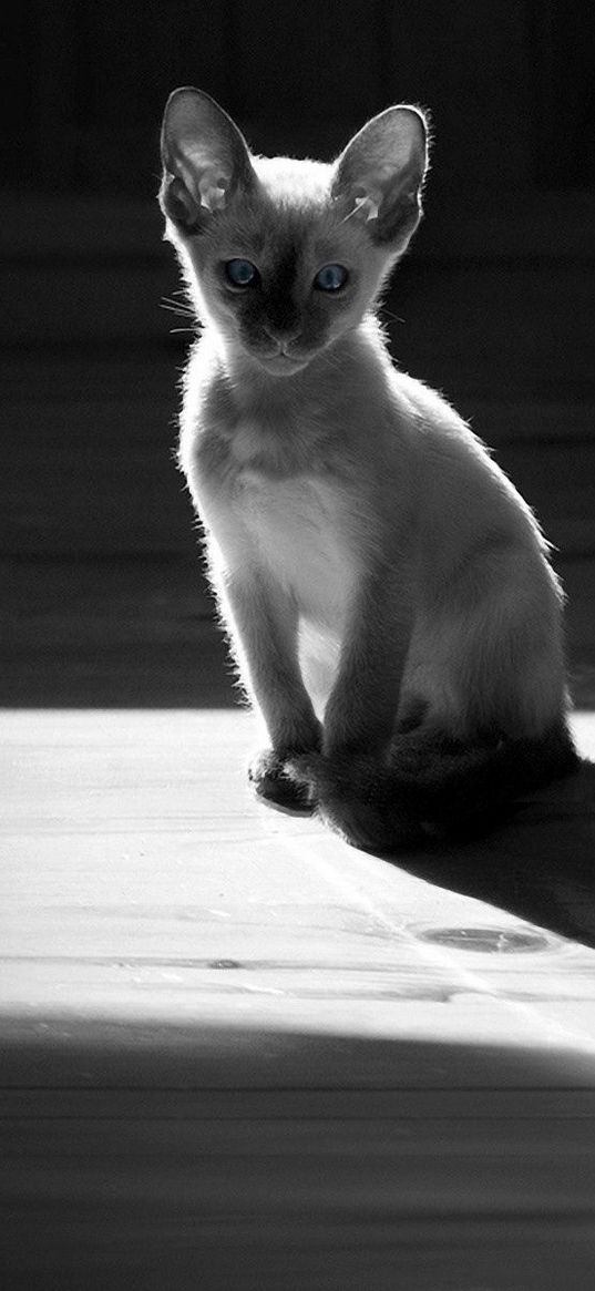 gray, kitten, white, black white, shadow