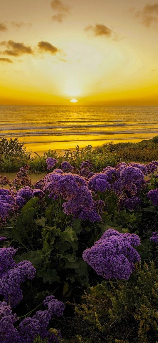 pacific ocean, california, sunset, beach, flowers