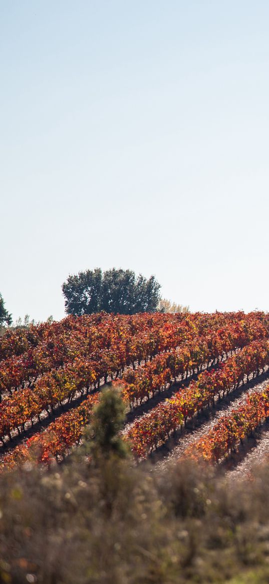 grape, vine, field, landscape