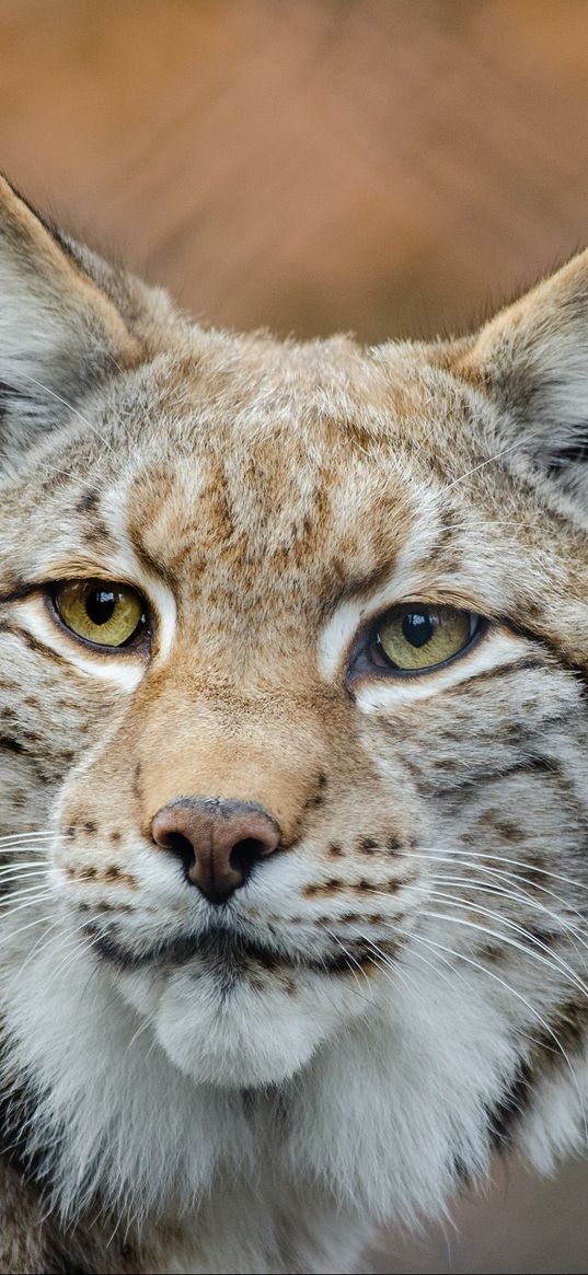 lynx, predator, snout, big cat