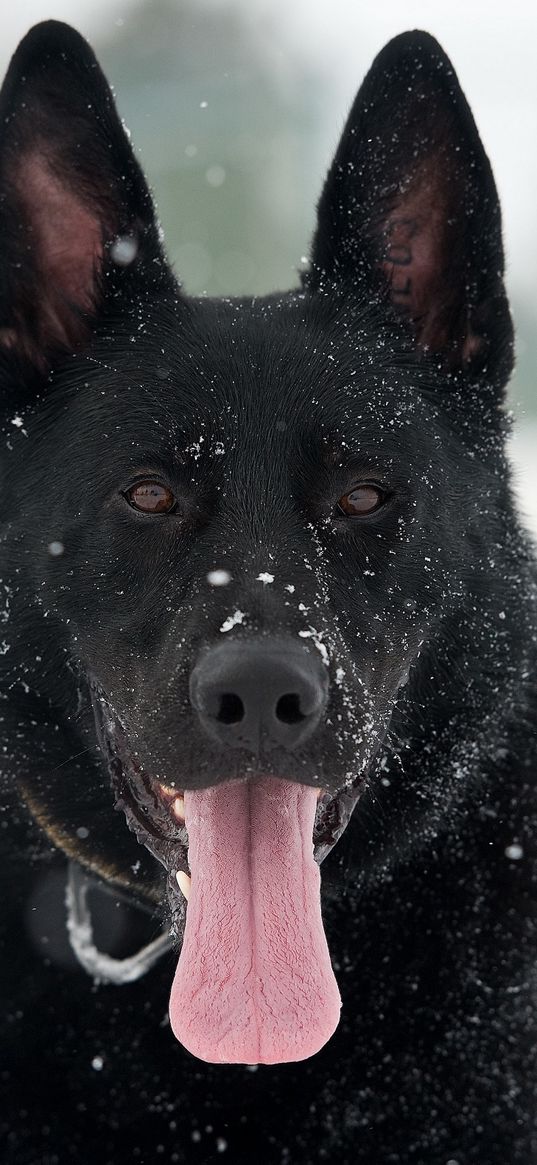 dog, german shepherd, snow, protruding tongue