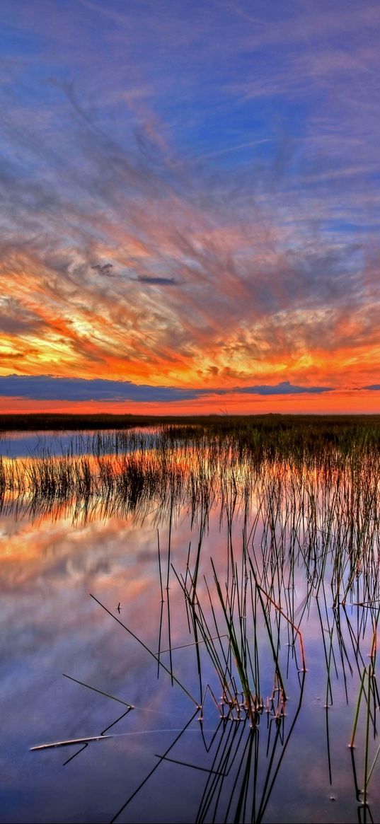 usa, everglades, swamp, florida