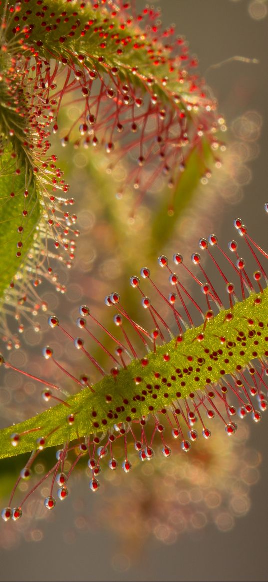 mildew, fang leaves, tendrils, macro