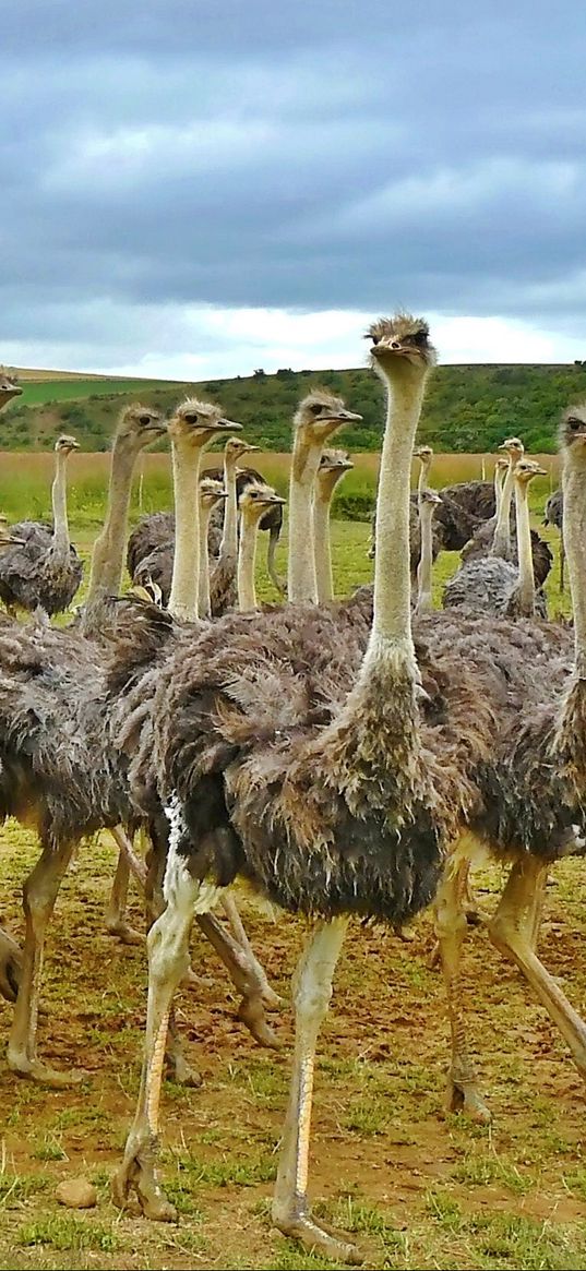 ostriches, africa, birds, grass