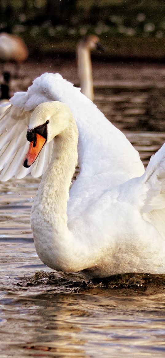 swan, bird, water, flapping