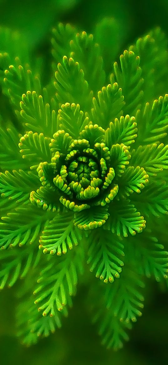 algae, plant, macro, close-up