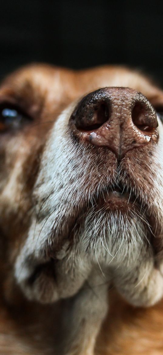 dog, muzzle, eyes, dark background