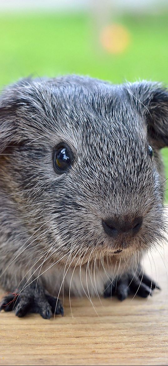 guinea pig, flower, rodent, grass