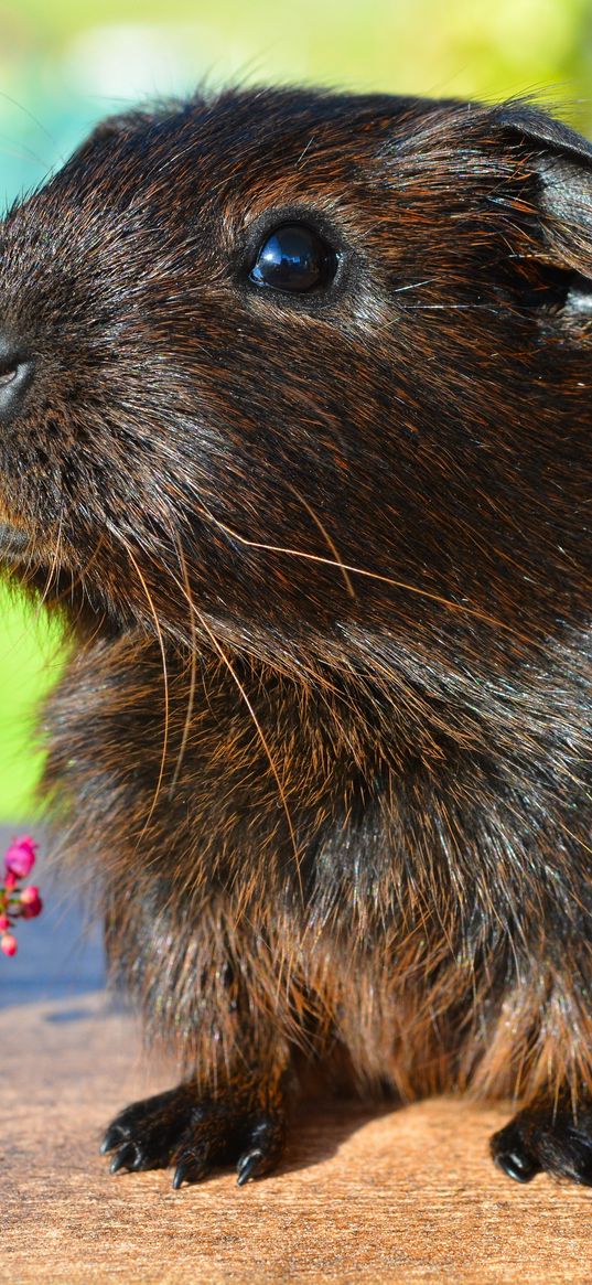 guinea pig, rodent, cute