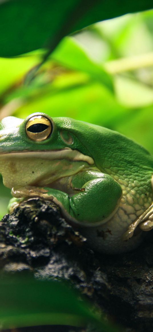 frog, leaves, shade, shelter