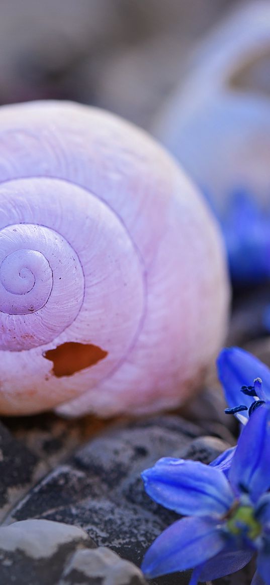 shells, flowers, stones