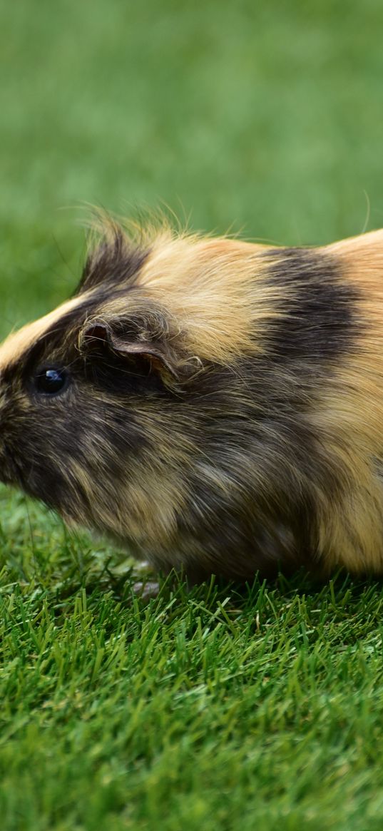 guinea pig, grass, rodent