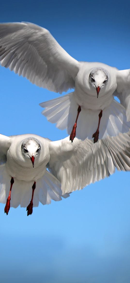 gulls, birds, flying, flapping