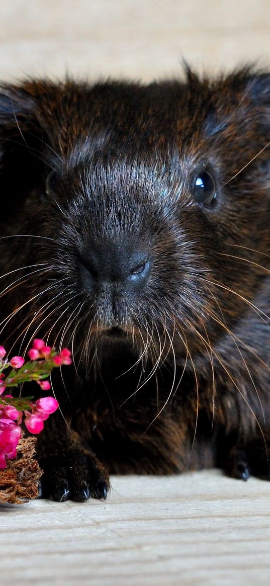 guinea pig, snout, rodent, flowers