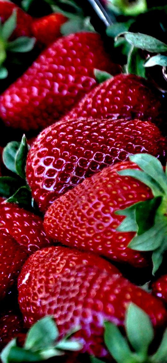 strawberries, berries, ripe