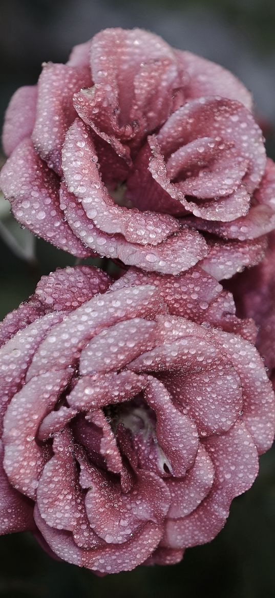 roses, petals, drops, frost