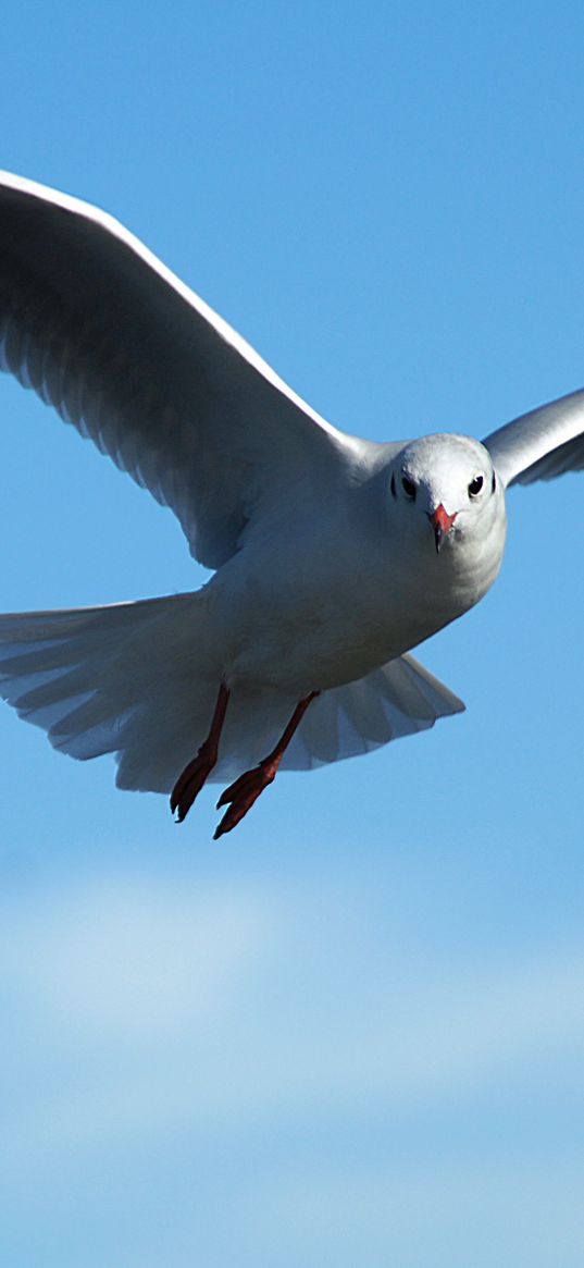 gull, bird, sky, flying