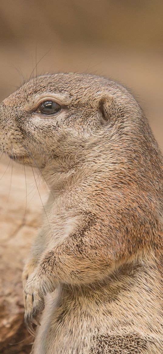 prairie dog, rodent, snout