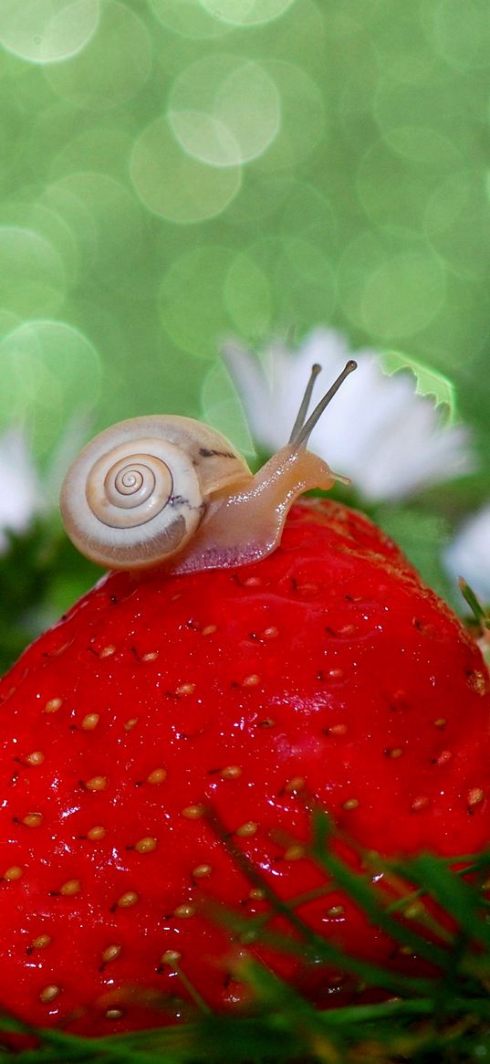 snail, strawberry, grass, close-up