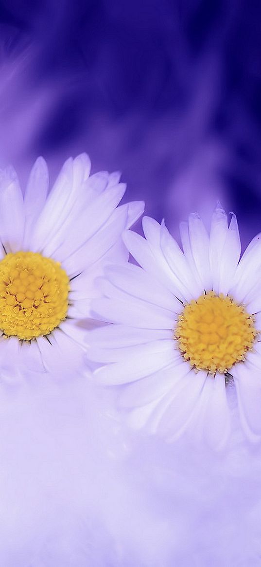 daisy, flowers, macro, petals