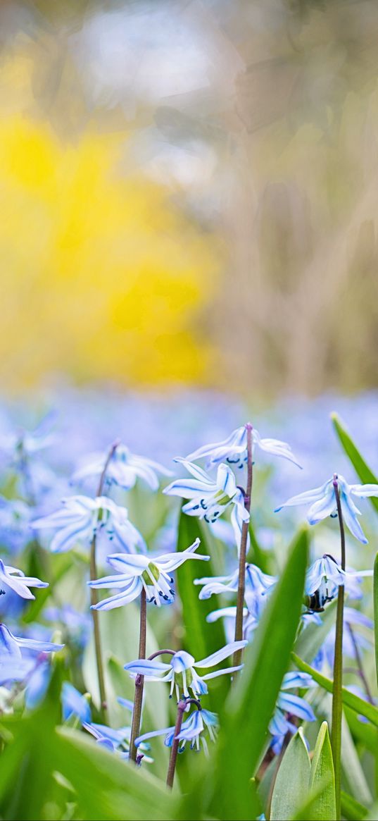 flowers, grass, field, motion blur