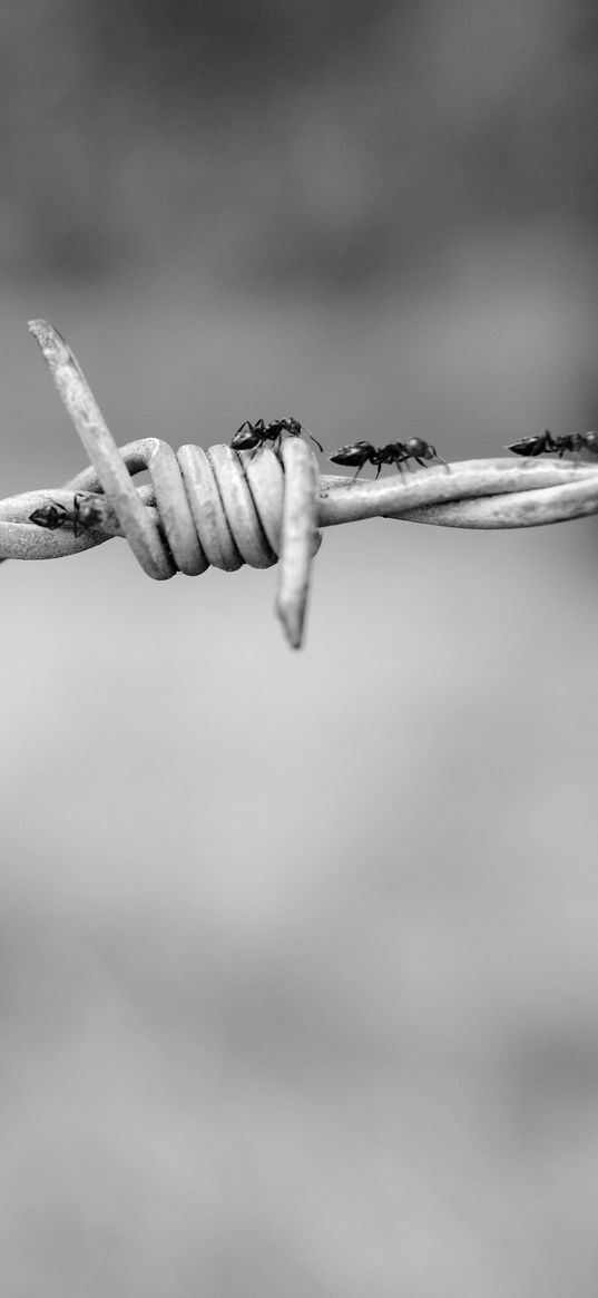 wire, netting, ants, bw