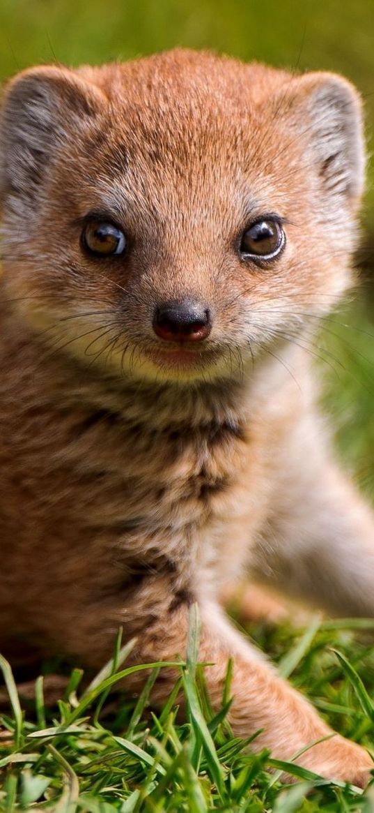 mongoose, grass, predator, look