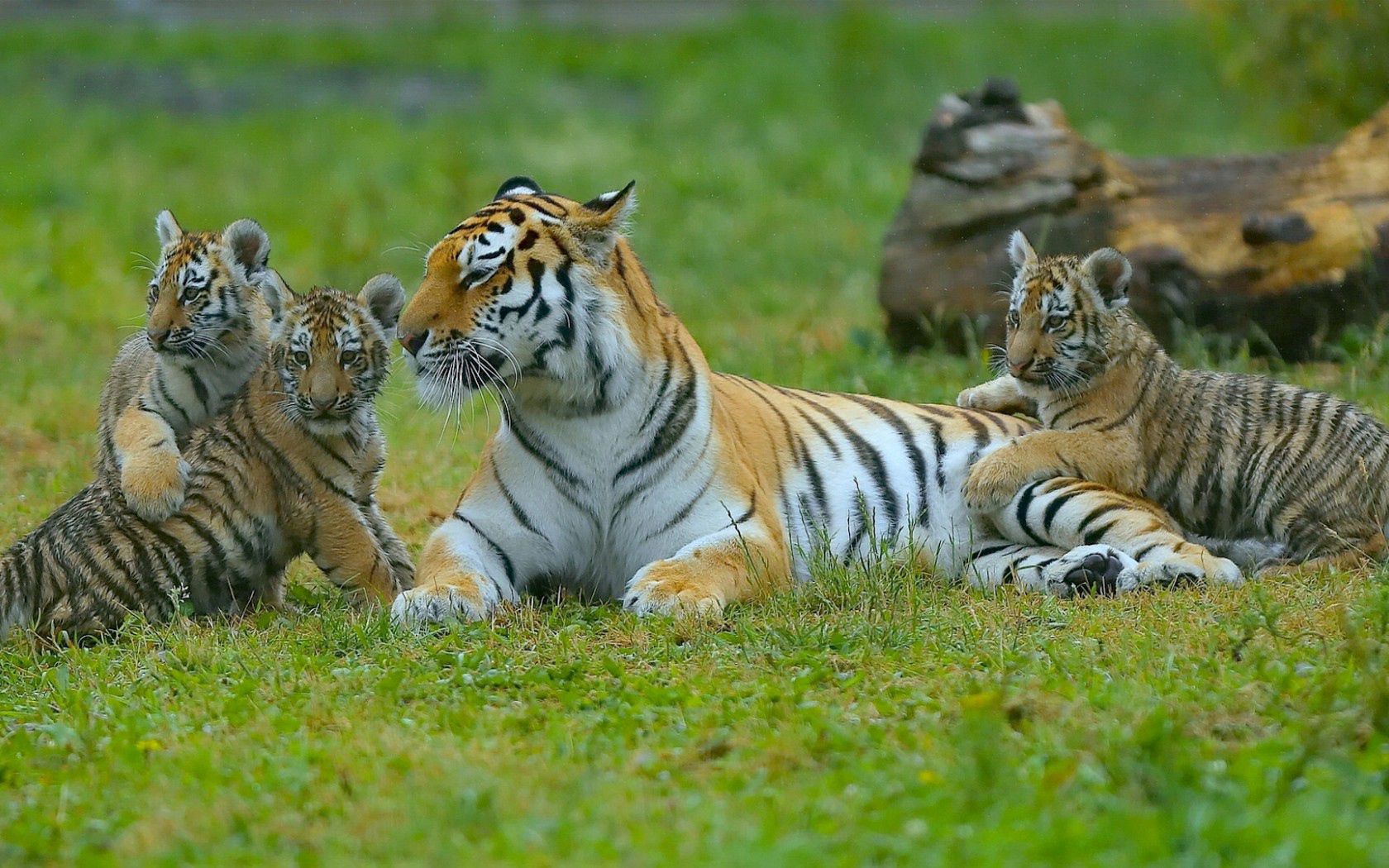 tigers, young, grass, predators, lying