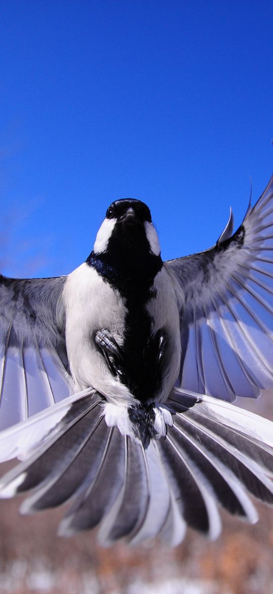 bird, flapping, wings