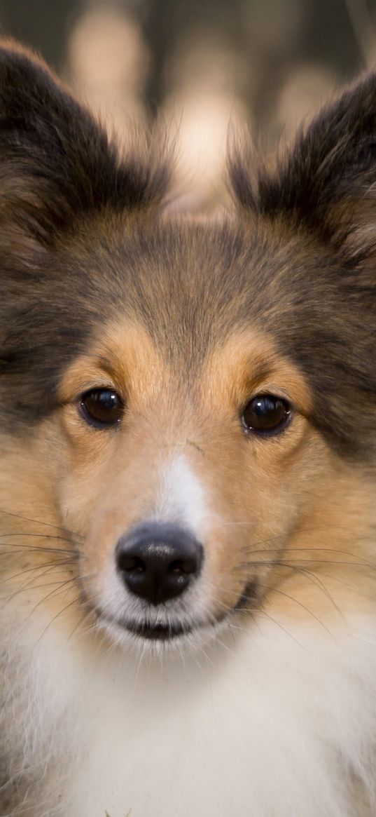 shetland sheepdog, dog, muzzle, fluffy