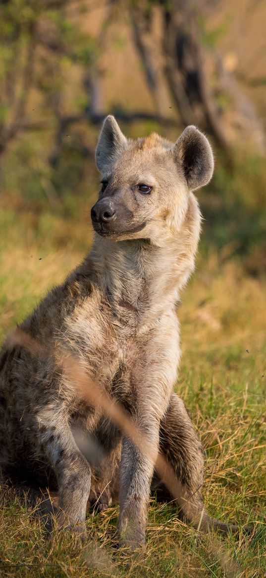 hyenas, predators, grass