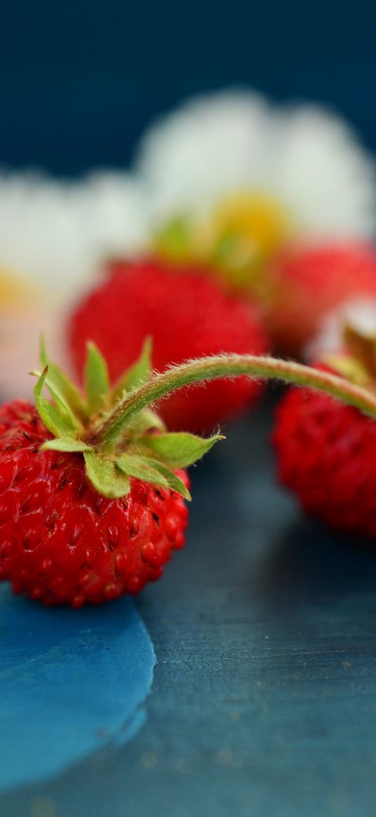 wild strawberry, chamomile, berries