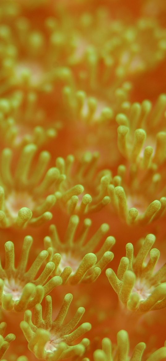 sea anemones, algae, underwater world