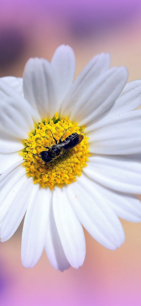 daisies, flowers, insects