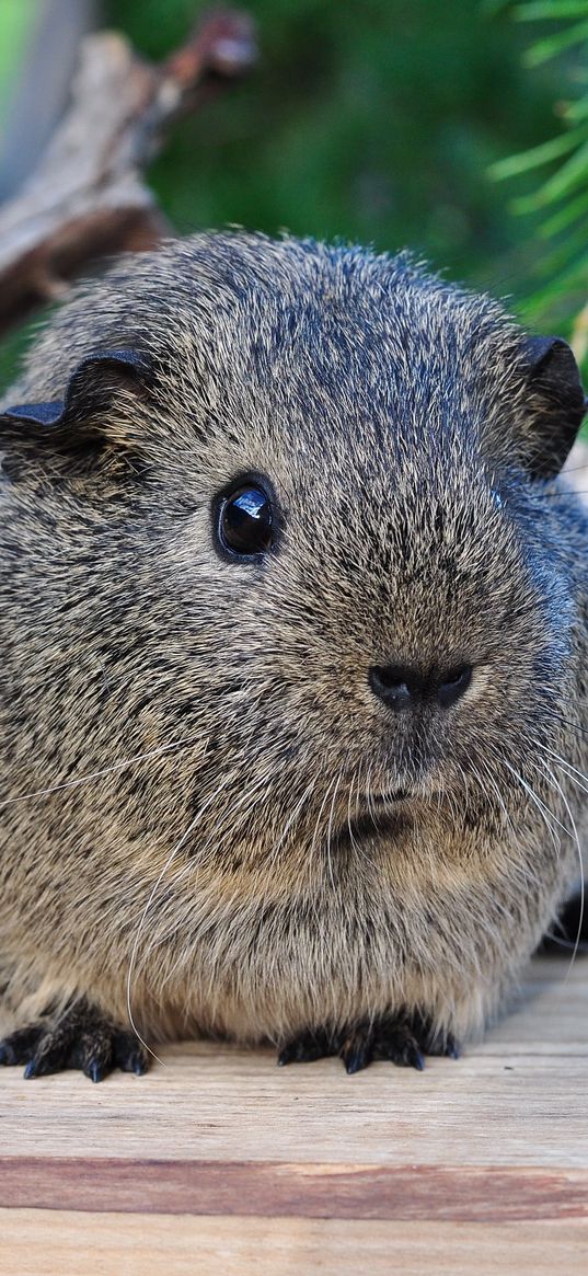 guinea pig, beautiful, animal, rodent