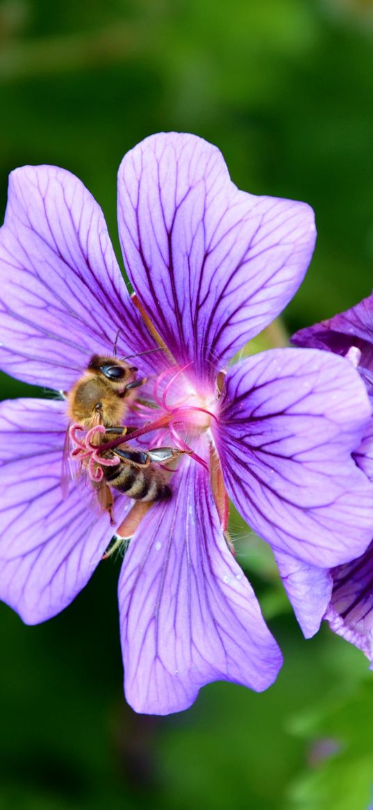 flower, nectar, pollen, bee